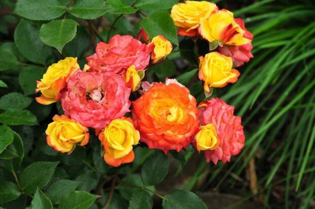 Розы флорибунда сорт Rumba (Румба)