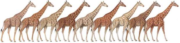 Виды жирафов