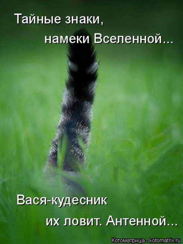 Свежая котоматрица для настроения (28 фото)