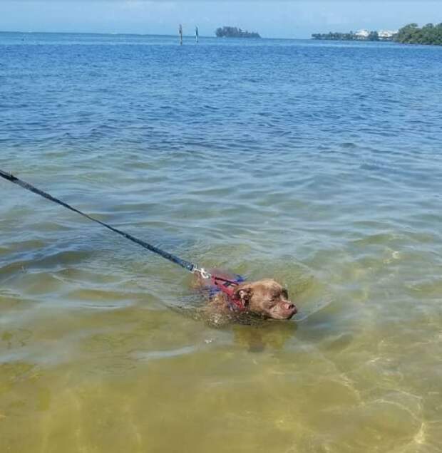Собака в воде 