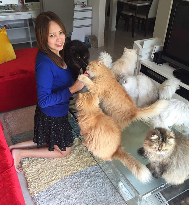 Владелица 12 персидских кошек из Японии очаровала пользователей Инстаграма животные, коты, милота, япония