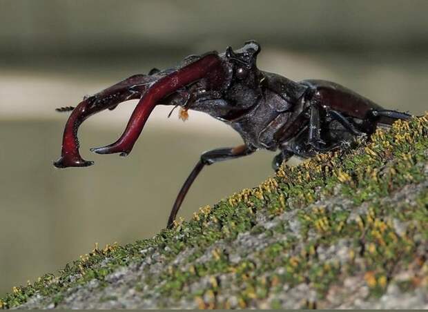 Самый крупный жук Европы (17 фото + 3 видео)
