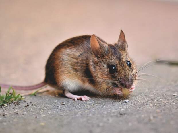 Городские мыши оказались умнее деревенских собратьев
