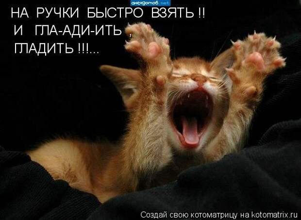 Картинки по запросу Хочу на ручки!
