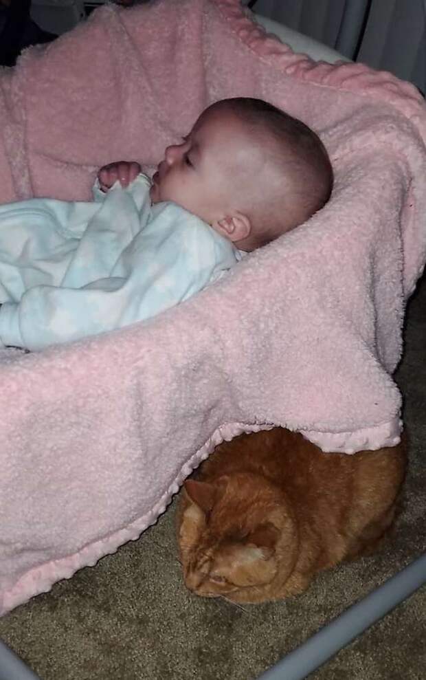 кот рядом с ребёнком