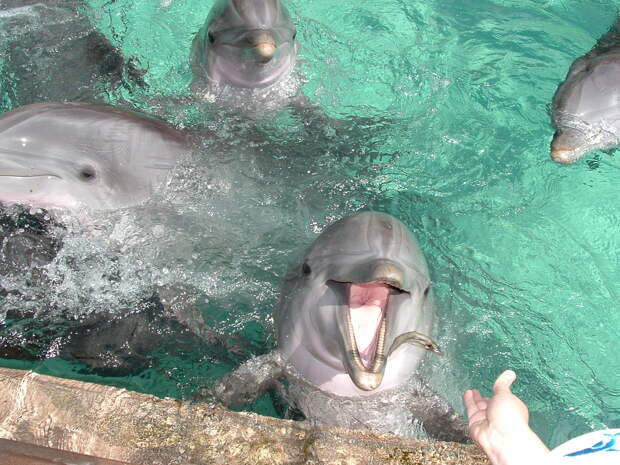 https://1.bp.blogspot.com/_EJBKWGxZBqk/TO1mXNWRJOI/AAAAAAAAA_8/Zgr3_U1T9H0/s1600/Dolphin_Frenzy_by_ChicagoCetacean.jpg