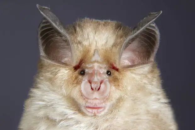 medit-horseshoe-bat_0