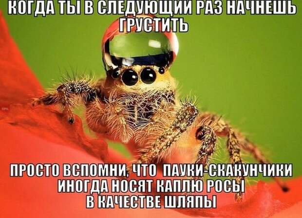 Прикольные картинки. Дневной выпуск (50 фото) Прикольные картинки. Дневной выпуск (50 фото)