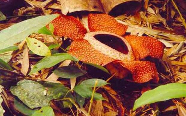 creepyplants47 Самые жуткие растения
