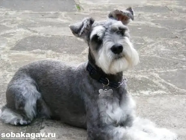 Цвергшнауцер собака. Описание, особенности, уход и цена цвергшнауцера