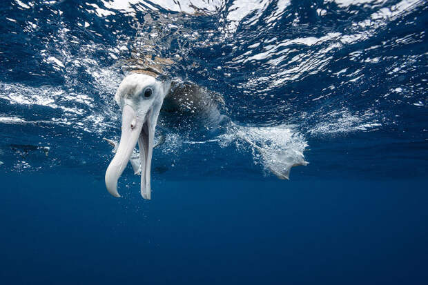 Конкурс фотографии National Geographic 2018