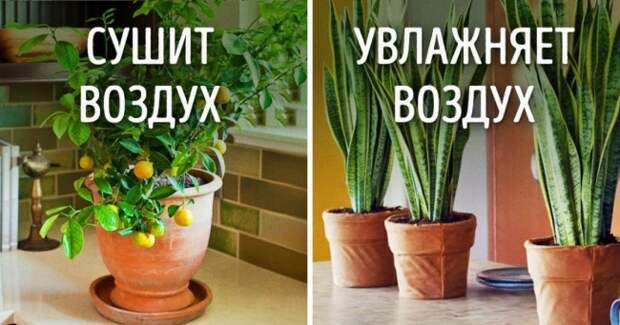 10 растений для идеального микроклимата в доме