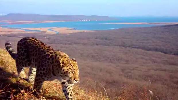 Редчайший дальневосточный леопард запечатлен на фоне панорамы Владивостока