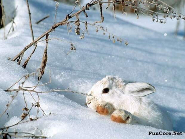 охота на зайцев зимой