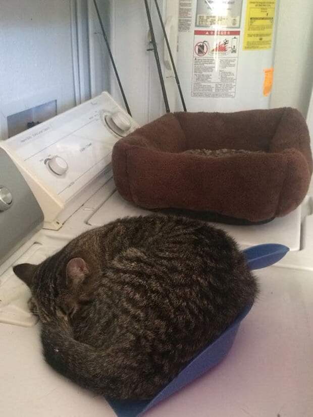 странные коты кот спит