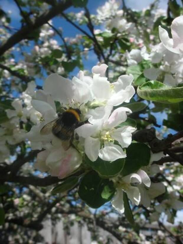 На Кубани цветут персиковые, сливовые, яблоневые и вишнёвые сады