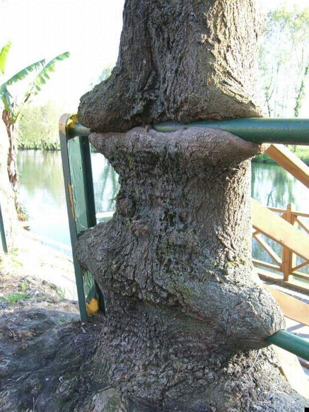 Сила природы (25 фото)