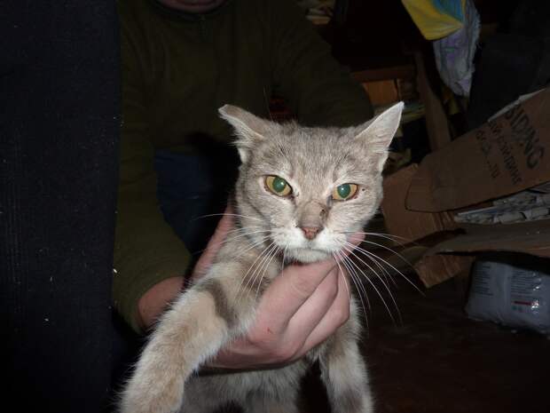 спасение кошки тощая кошка