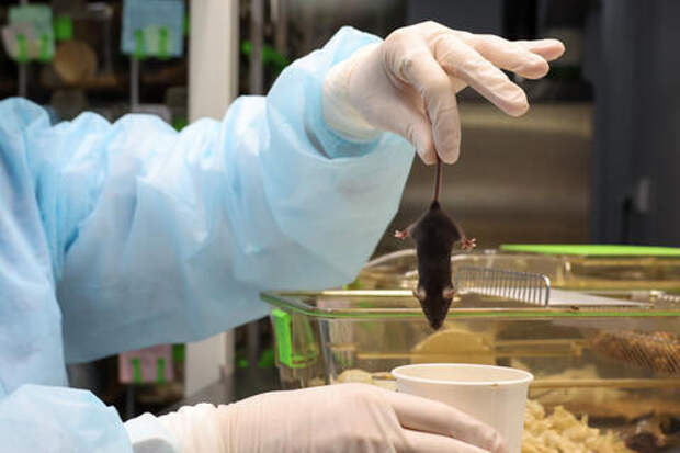 Мужские и женские сердца по-разному переносят стресс