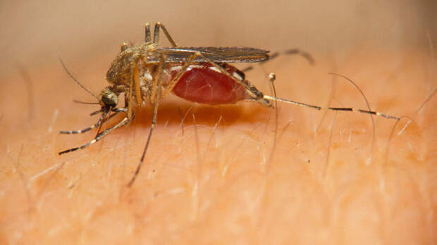 Вирусолог Лукашев предупредил о риске заражения тропическими лихорадками в РФ