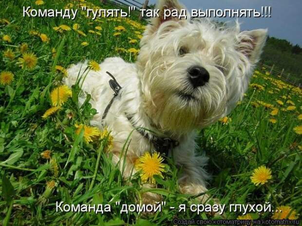 Лучшие котоматрицы недели (50 фото)