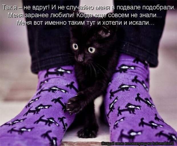 Новая котоматрица (44 шт)