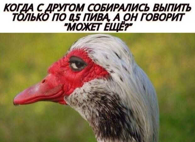 Очередная порция картинок с подписями картинки с подписью и без, подборка, позитив, юмор