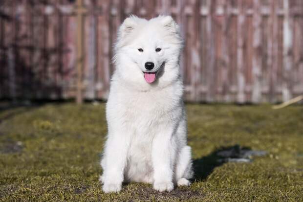 Ветврач Фроленко: наклон головы вызывает умиление хозяина, и собака это повторяет