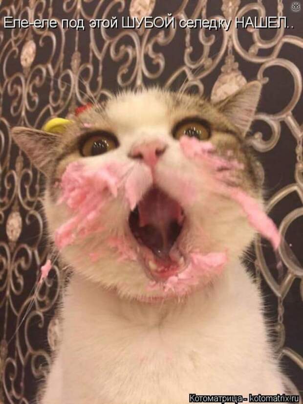 Приколы в котоматрице 9