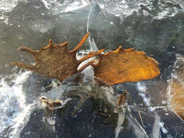 Сцепившиеся рогами лоси вмерзли в лед реки (4 фото)