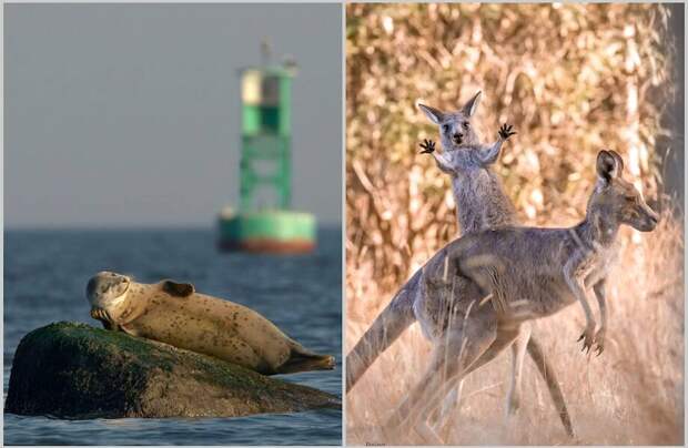 15 лучших уморительных снимков года из мира животных