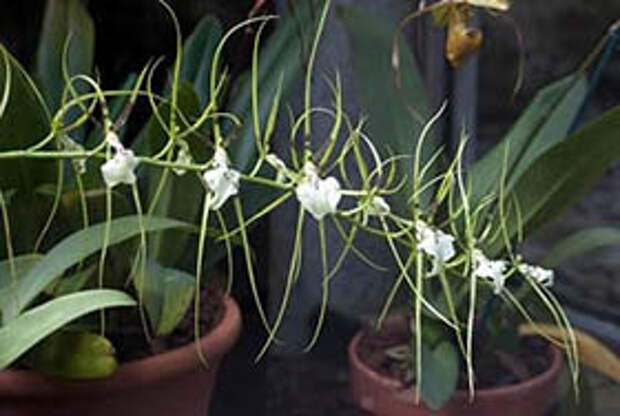 Орхидея брассия или орхидея-паук