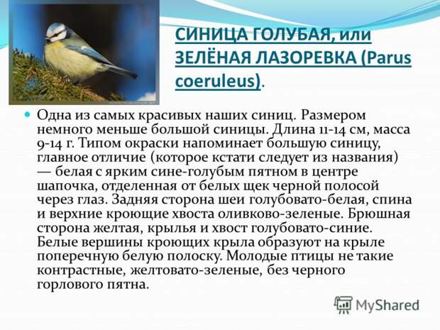 Славу пустила синица Славу пустила синица