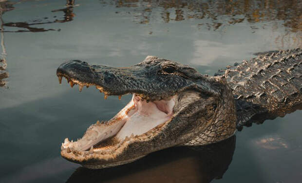 Крокодил начал охоту на дрон с камерой, приняв его за обед: видео
