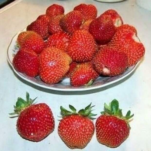 ЗЕМЛЯНИЧНЫЙ ДЖЕМ