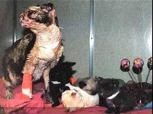 Кошка вынесла всех своих пятерых котят из пожара Кошка вынесла всех своих пятерых котят из пожара