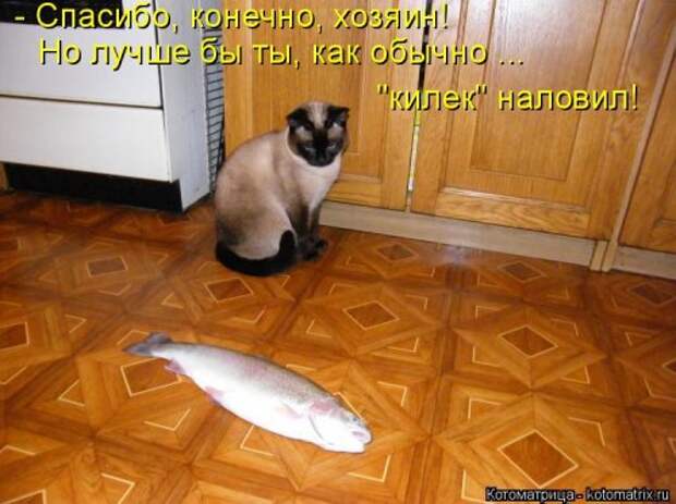 Котоматрица на Бугаге (33 фото)