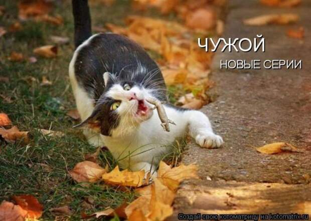 Лучшие котоматрицы недели (50 фото)