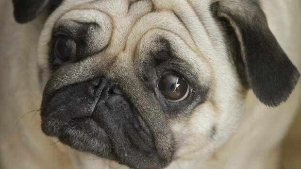 Что чувствует собака, когда хозяин уходит из дома