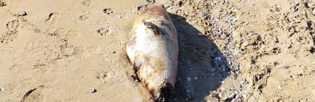 На набережной Форт-Шевченко обнаружили мертвых тюленей