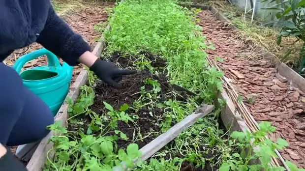 Какой сидерат посеять после уборки томатов для оздоровления почвы