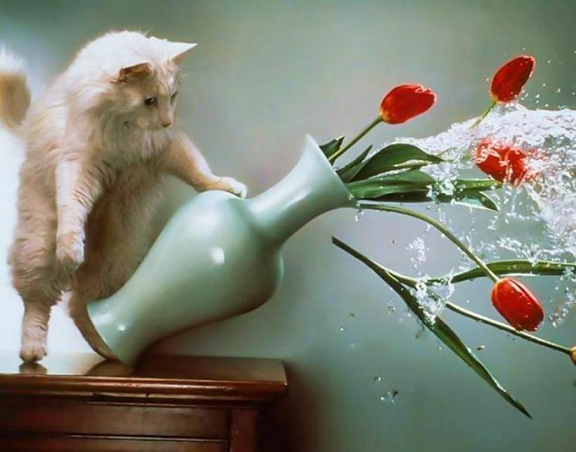 В нужном месте и в нужное время: 20 самых смешных фотографий с котами