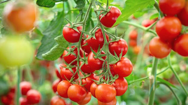 Как ускорить созревание томатов: советы и лайфхаки от экспертов