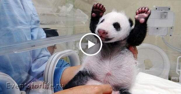Реакция панды-мамы на ее малыша. Очень трогательно!