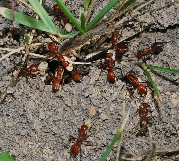 Муравьи-амазонки или муравьи-рабовладельцы (лат. Polyergus) (англ. Amazon ants)