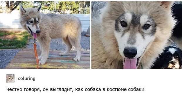 Прикольные картинки