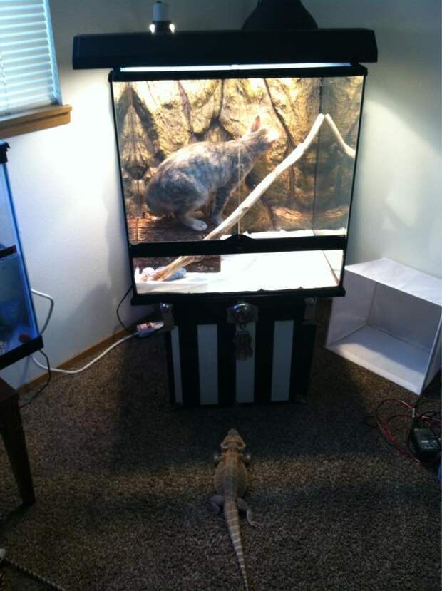 30 веселых фотографий с животными 30 веселых фотографий с животными