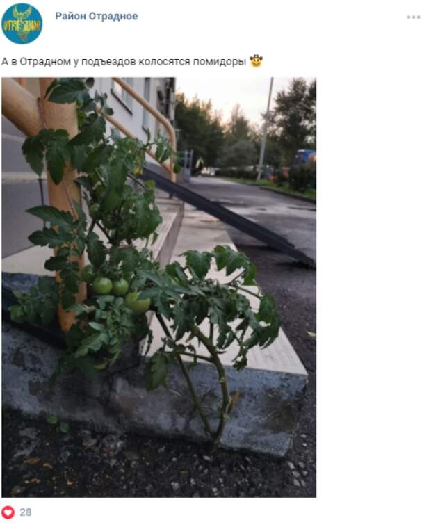 Фото дня: в Отрадном из-под асфальта выросли помидоры