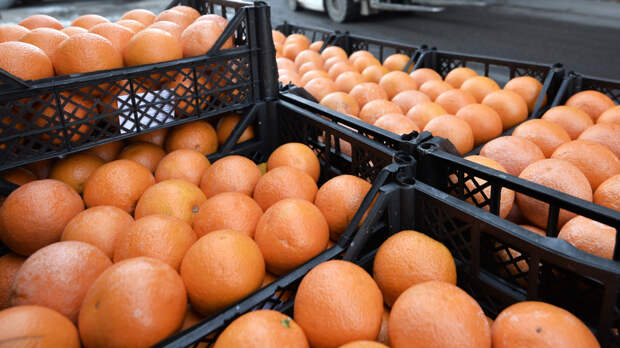 Опасный фрукт: грейпфрут может усилить эффект лекарства до смертельного эффекта