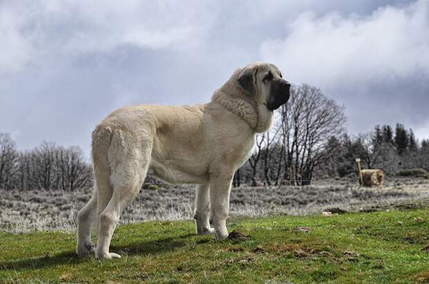 2-е место: Испанский мастиф - порода гигантских собак, родиной которой является Эстремадура, Испания.  собаки, топ-15
